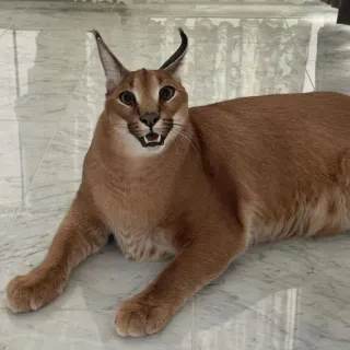 😳 caracal, floppa, cat, animal, feline, mammal, wildcat telegram sticker