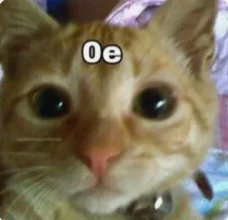 👍 Oe cat, pet, animal, meme, funny telegram sticker