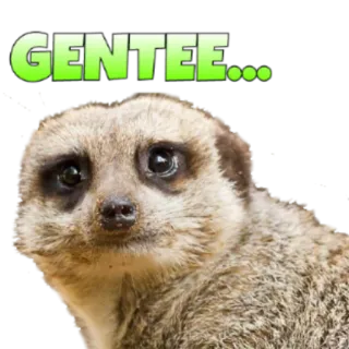 😮 GENTEE... suricate, animal, triste, fofo telegram sticker