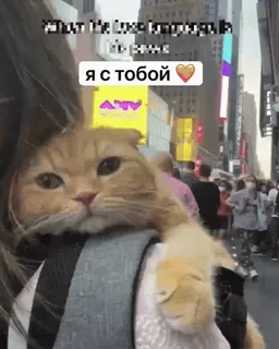 👋 Я с тобой кот, домашнее животное, милый, животное, рюкзак, путешествие telegram sticker