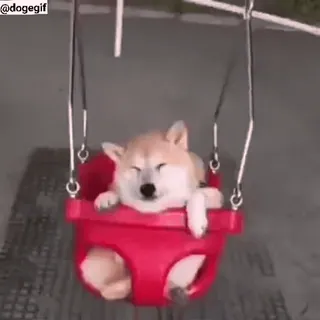 😂 Hund, Shiba Inu, Schaukel, süß, Tier telegram sticker