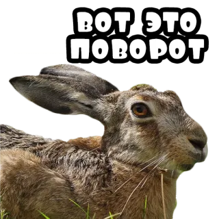 😧 ВОТ ЭТО ПОВОРОТ lepre, coniglio, animale, russo, testo, adesivo, fauna selvatica whatsapp sticker