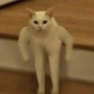 😾 猫, 動物, 面白い, ミーム, 筋肉質, マッスル猫 telegram sticker