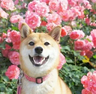😀 hond, shiba inu, bloemen, rozen, huisdier, dier, schattig, halsband telegram sticker