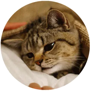 😒 gato, mascota, animal, gato doméstico, felino telegram sticker