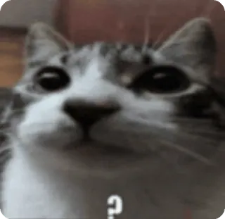 🌟 Huh Cat ? cat, meme, huh, confused, question, reaction, funny telegram sticker