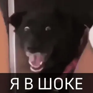 😱 Я В ШОКЕ cane, shock, russo, animale, sorpreso telegram sticker