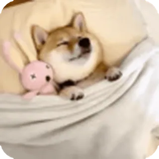 🌟