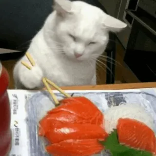 🍣 猫, 寿司, 食べ物, 動物, ペット telegram sticker
