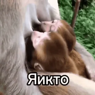 🥵 Яикто telegram sticker