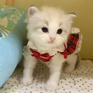 👗 chaton, chat, mignon, animal, animal de compagnie, duveteux, blanc, domestique telegram sticker