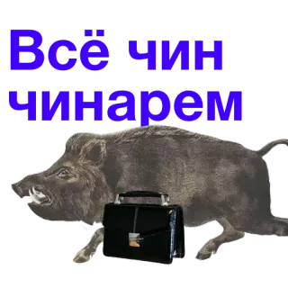 🌝 Всё чин чинарем jabalí, maleta, ruso, animal telegram sticker