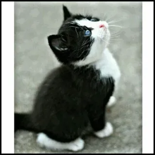 🐾 Kätzchen, Katze, Schwarzweiß, Tier, Süß, Haustier, Katzenartig telegram sticker