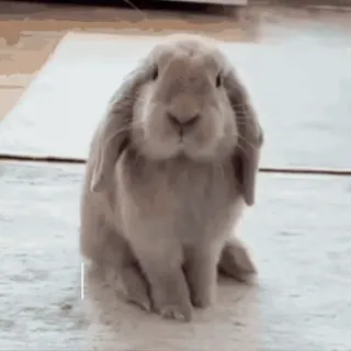 🤣 ненависть rabbit, bunny, cute, hate, emotions, animal, text animation telegram sticker
