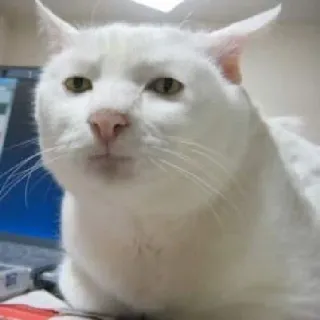 😐 猫, 白猫, 動物, ペット, ミーム telegram sticker