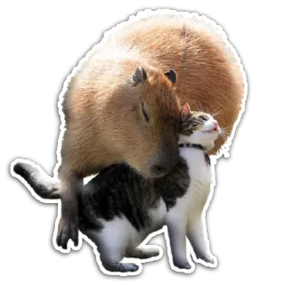 🐱 kapibara, kot, zwierzęta, przyjaźń, słodki telegram sticker