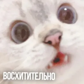 😯 ВОСХИТИТЕЛЬНО แมว, น่ารัก, รัสเซีย, ข้อความ, มีม telegram sticker