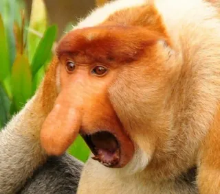 😱 Nasica, Scimmia, Fauna selvatica, Animale, Mammifero, Primate, Specie a rischio telegram sticker