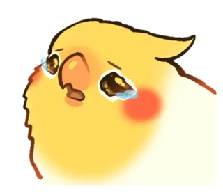 😢 oiseau, triste, pleurs, cockatiel, perroquet, emoji, mignon, dessin animé whatsapp sticker