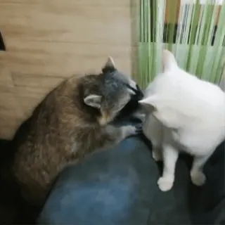 🤤 енот, кошка, животное, домашнее животное, дружба, милый, млекопитающее, домашний telegram sticker