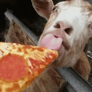 🍕 goat, pizza, animal, food, funny, tongue, mammal whatsapp sticker
