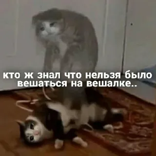 😓 кто ж знал что нельзя было вешаться на вешалке.. แมว, เศร้า, สัตว์, มีม telegram sticker
