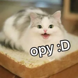 😂 opy :D кот, хлеб, милый, мем, животное, смешной telegram sticker