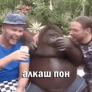 🍺 алкаш пон macaco, macaco, bebendo, amizade, humor whatsapp sticker