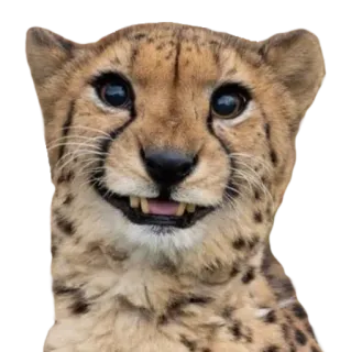 😬 cheetah, animal, cat, mammal, wildlife, spots whatsapp sticker