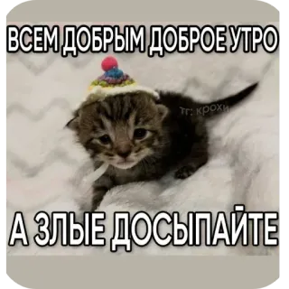 🐱 ВСЕМ ДОБРЫМ ДОБРОЕ УТРО А ЗЛЫЕ ДОСЫПАЙТЕ whatsapp sticker