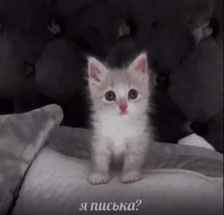 😍 я писька? cat, kitten, cute, animal, pet, russian telegram sticker