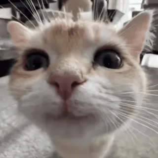 😁 gato, animal, animal de estimação, mamífero, animal doméstico, felino whatsapp sticker