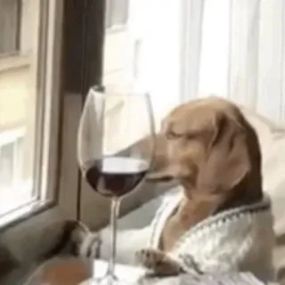 🐶 Hund, Wein, Glas, Tier, Fenster, Trinken, Pullover whatsapp sticker