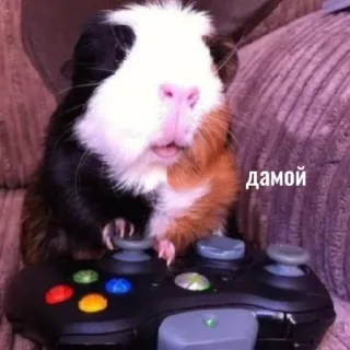 🏠 дамой Cochon d'Inde, Gaming, Manette, Animal, Animal de compagnie telegram sticker