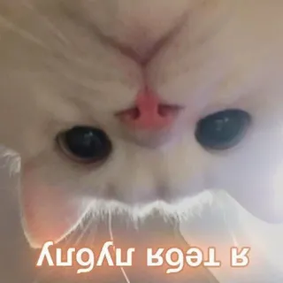 🐈 я тебя люблю chat, amour, animal, mignon, russe, affectueux telegram sticker