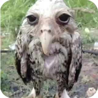 🐦 owl, bird, wildlife, animal, nature telegram sticker