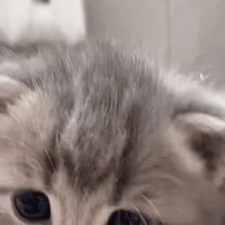 🐈 mèo, mèo con, mèo xám, dễ thương, động vật, thú cưng telegram sticker
