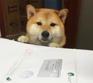 📁 chien, shiba inu, animal, animal de compagnie, mignon, animal domestique telegram sticker