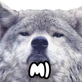 🌝 lupo, animale, mammifero, canide, cane, meme telegram sticker
