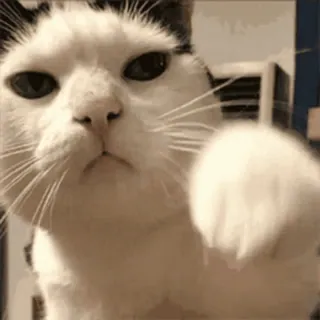 👊 Katze, Tier, Haustier, weiße Katze, süß, lustig whatsapp sticker