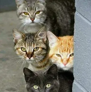 😒 chats, animaux, animaux de compagnie, félins telegram sticker