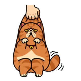 😨 кот, питомец, оранжевый, животное, милый, смешной, сдавленный whatsapp sticker