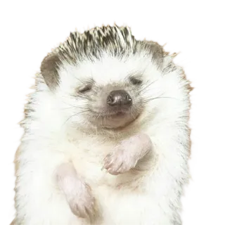 😌 hedgehog, animal, cute, pet, mammal, white telegram sticker