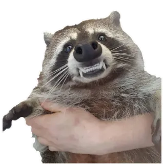 😬 Waschbär, Tier, Säugetier, Wildtier, süß telegram sticker