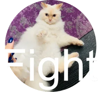💪 Fight кот, бой, белый, животное, агрессивный whatsapp sticker