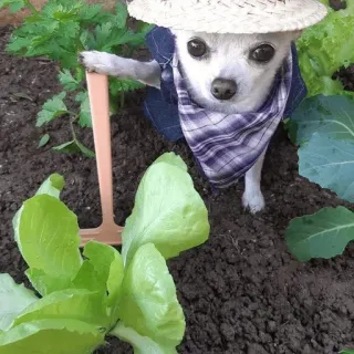 🤫 Chihuahua dog, gardening, chihuahua, cute, farmer, hat, garden, pet, funny, nature telegram sticker