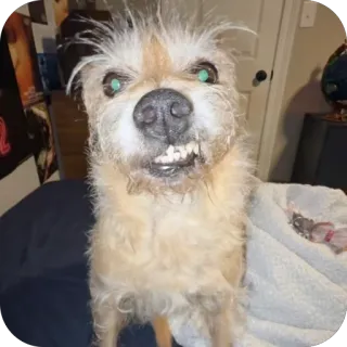 😁 hond, dier, huisdier, schattig, grappig whatsapp sticker