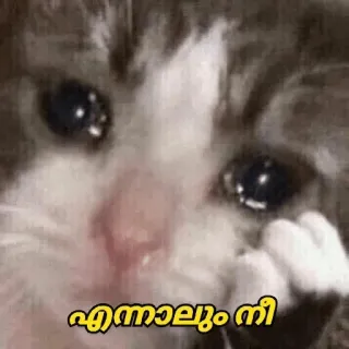 😂 എന്നാലും നീ cat, sad, crying, meme telegram sticker