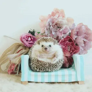 🦔 egel, bloemen, schattig, dier, huisdier, bank, bloemen, schattig telegram sticker