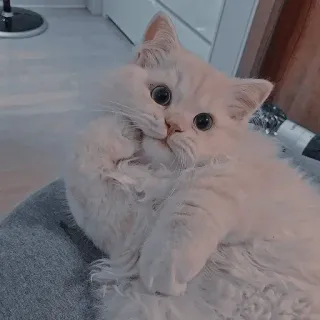 💈 고양이, 애완동물, 귀여운, 흰 고양이, 동물, 새끼 고양이 telegram sticker
